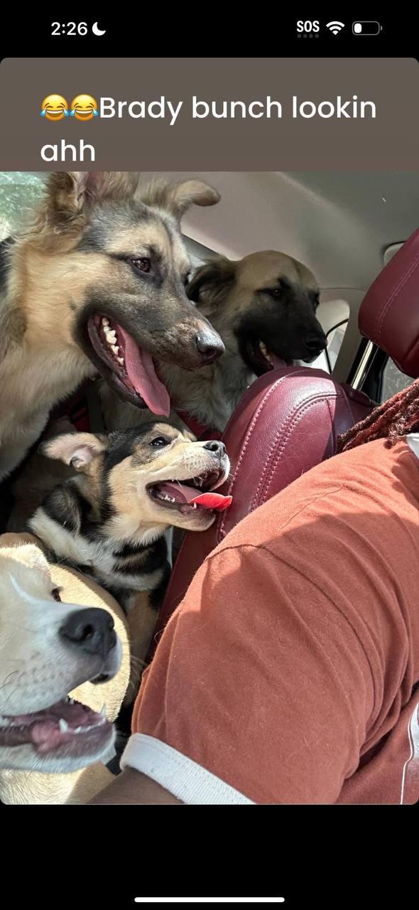 Brady bunch